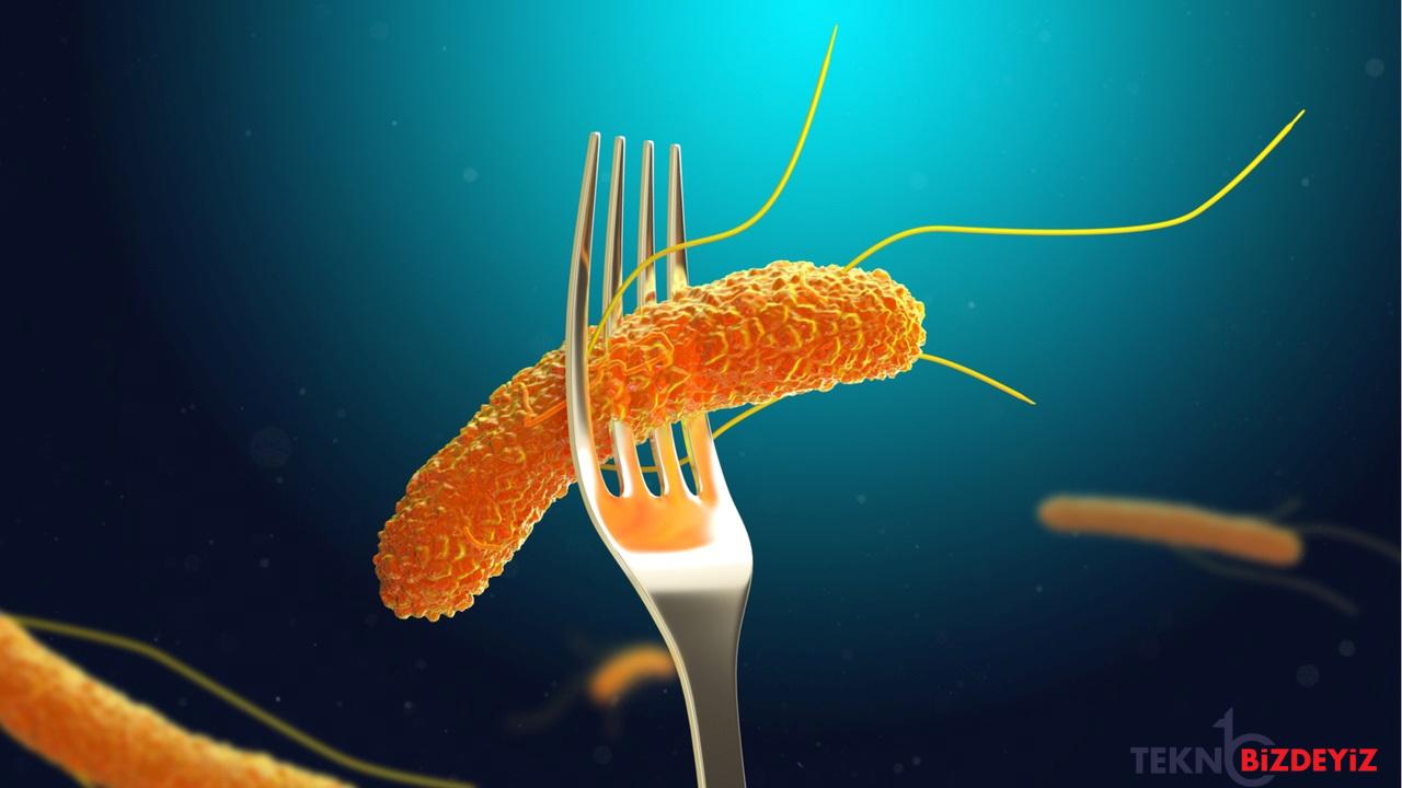 salmonella nedir belirtileri nelerdir nasil bulasir 0 UYGSKdYl