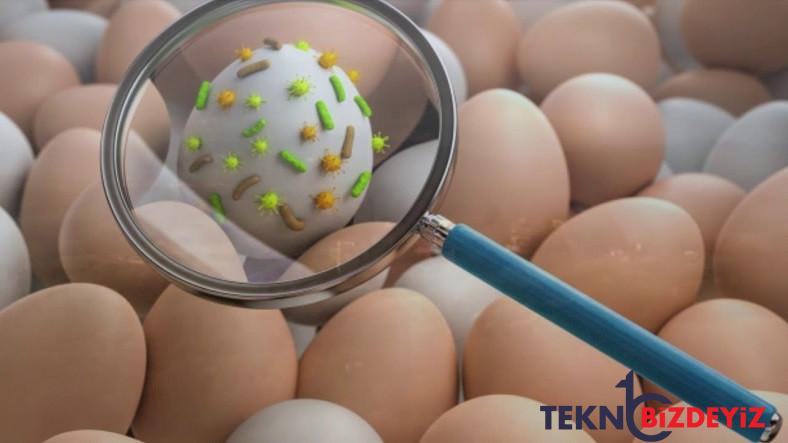 salmonella nedir belirtileri nelerdir nasil bulasir WG9qgbaU