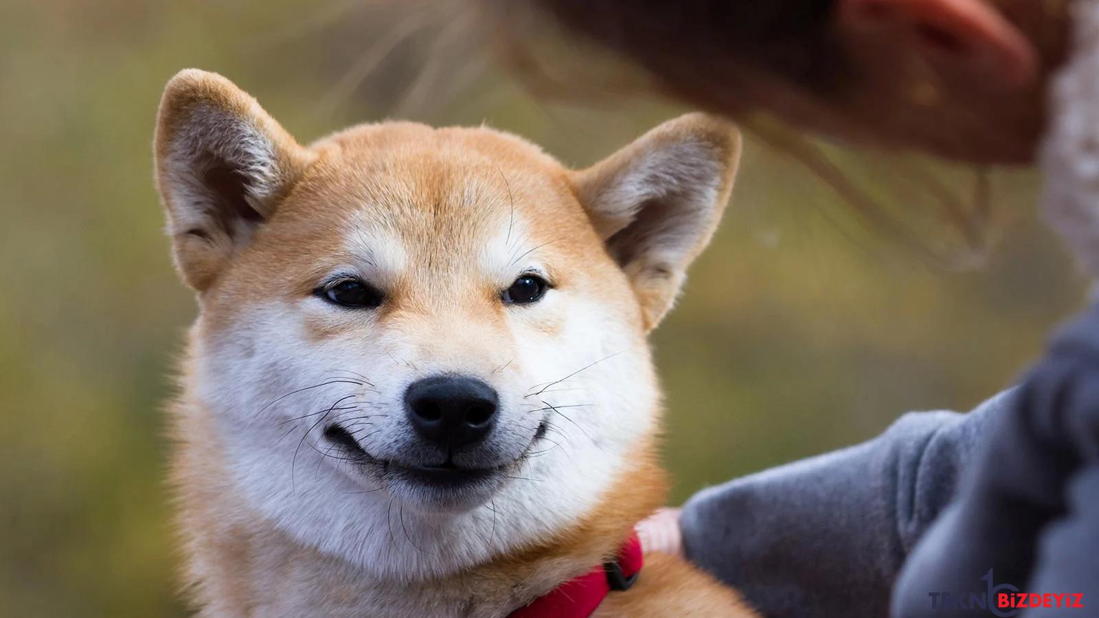 shiba inu shib toplulugu buyumeyi surduruyor ljLsbrOJ