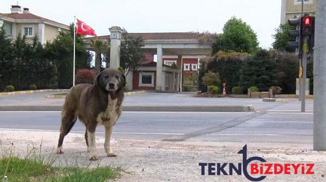 sokak kopegine elindeki cisimle vuran guvenlik vazifelisi adliyeye sevk edildi 2 ZBGNqdIg