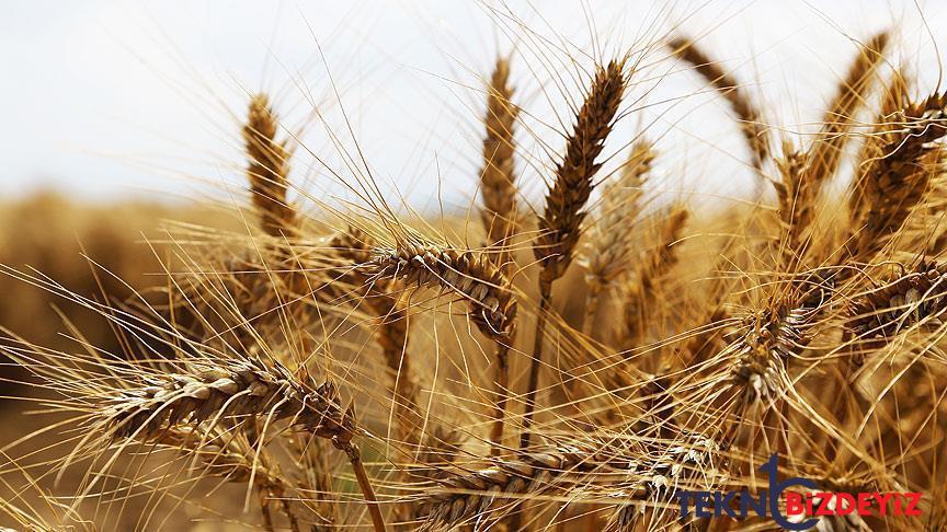 turkiyede uretim gerileyince hindistandan bugday ithalati basladi M96mcWOQ