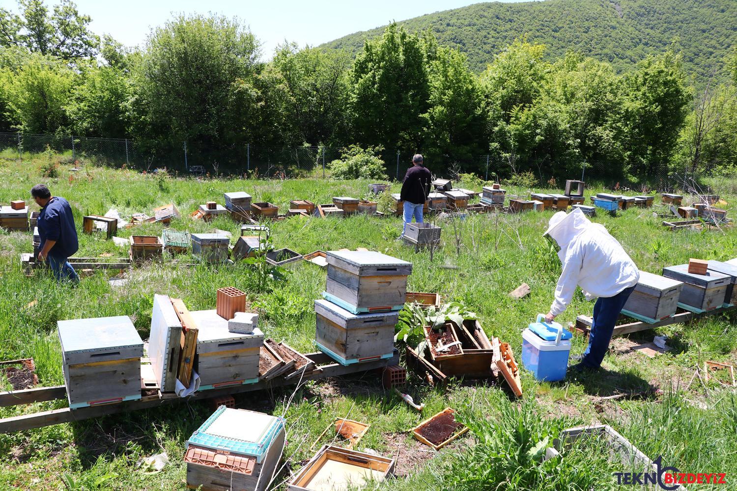 ulusal projeye sabotaj tekirdagda 4 milyon ari oldu ustun irk arilar calindi eQzMNrkk