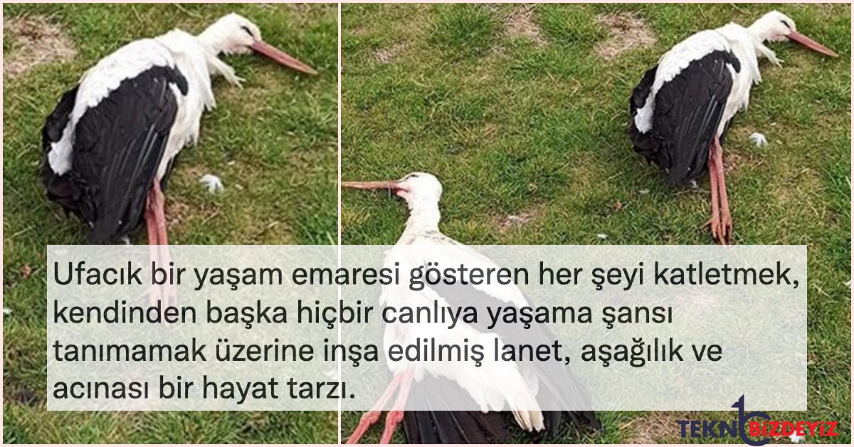 bugun de insanligimizdan utandik goc yolundaki leylekler afyonkarahisarda silahla vuruldu mQdmhiTH