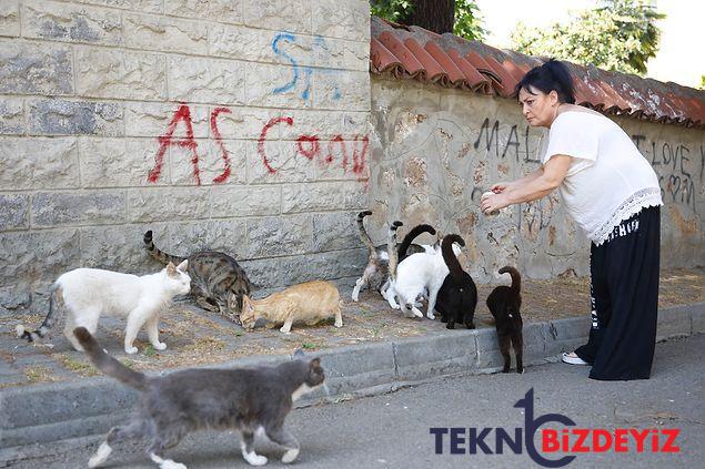 buyukadada kedilerde salgin tezi 4 ayda 700 kedi oldu 1 EQDZ4VE7