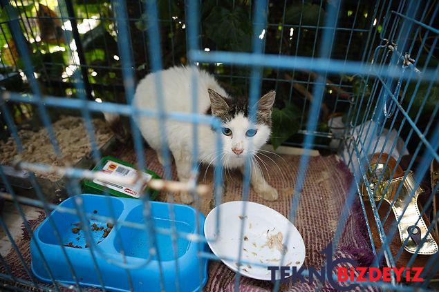 buyukadada kedilerde salgin tezi 4 ayda 700 kedi oldu 2 mXkH8vgw