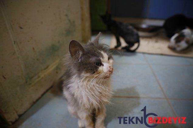 buyukadada kedilerde salgin tezi 4 ayda 700 kedi oldu 3 6rSiIAtT