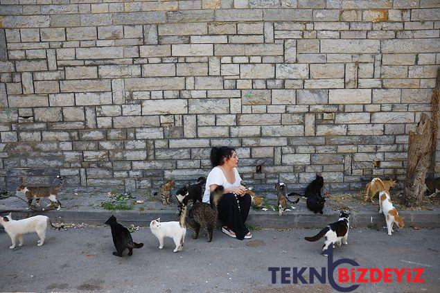 buyukadada kedilerde salgin tezi 4 ayda 700 kedi oldu 4 V7kNeDLW