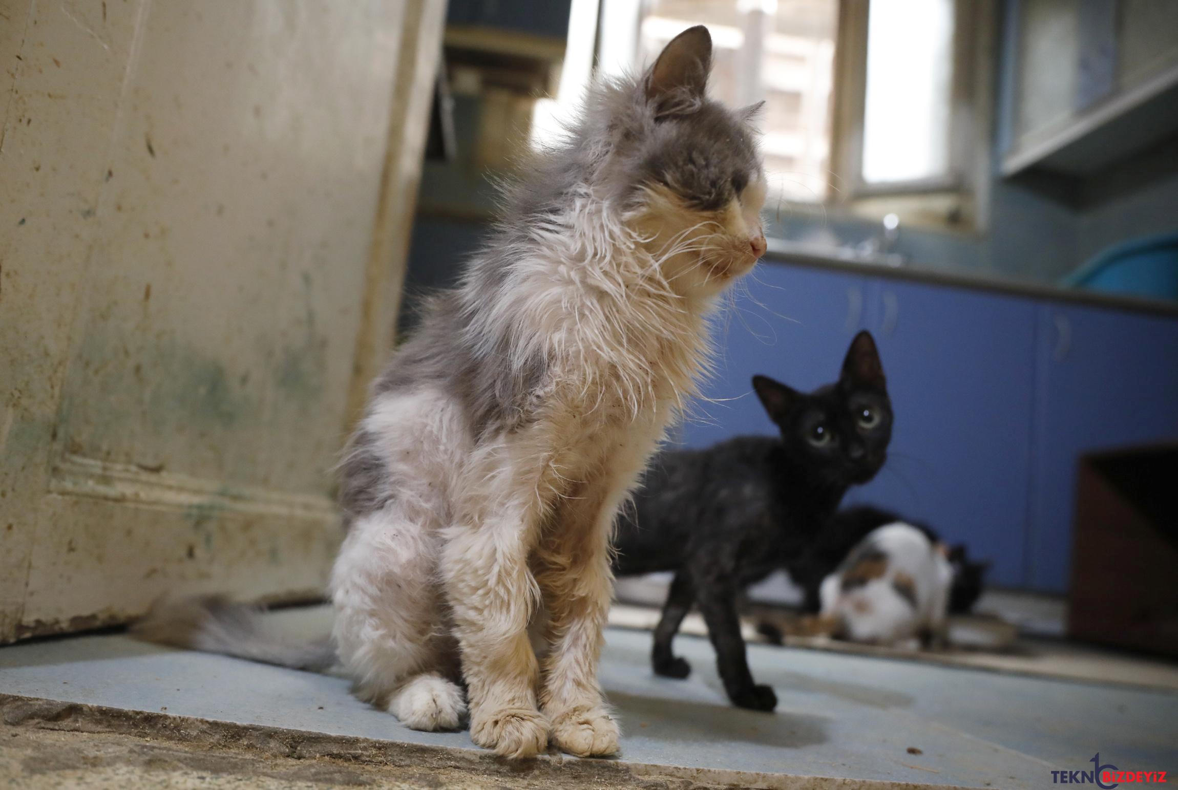 buyukadada kedilerde salgin tezi 4 ayda 700 kedi oldu EXvEGNZE