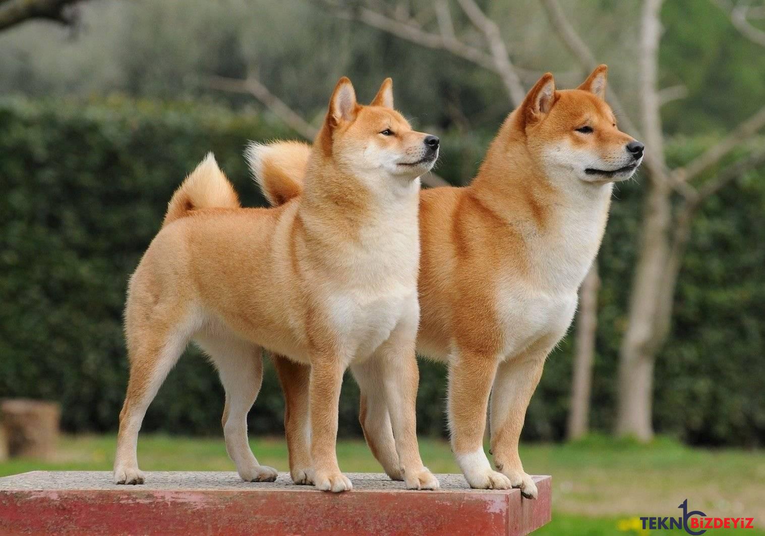 shiba inu ile odeme bitpay entegrasyonu ile 179 ulkede etkinlestirildi 8KJa54gs