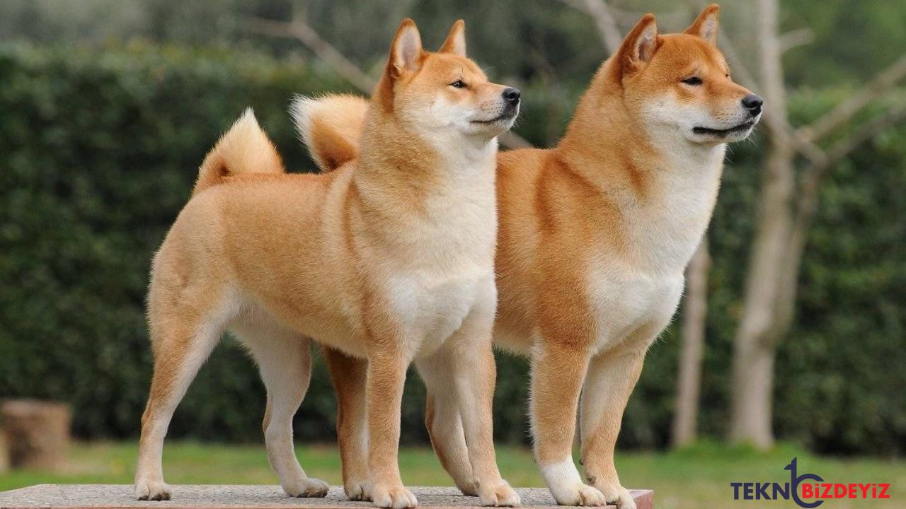 shiba inu yakim orani yuzde 137 artti w1KKpzNu