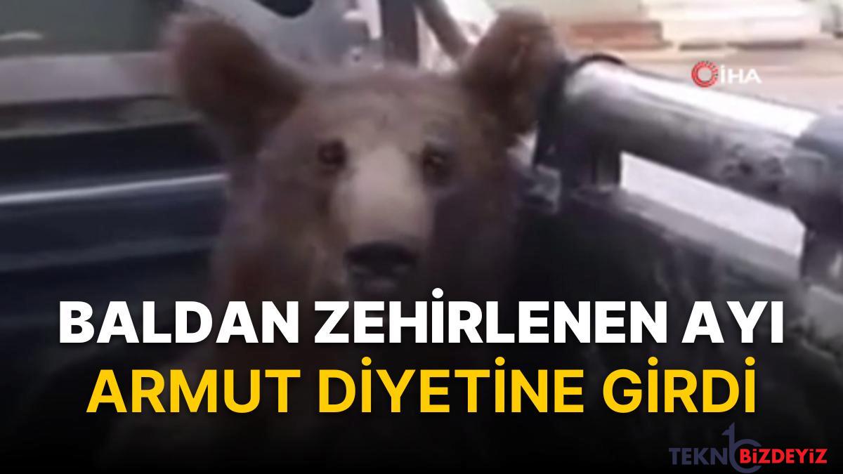 baldan zehirlenen ayi armut diyetine girdi j2cyHXFd