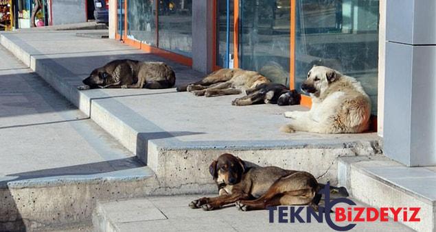 basibos kopek haritasi gundemden dusmuyor havrita uygulamasi nedir ne ise yariyor 2 eqgYdYvu