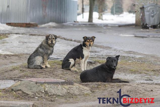 basibos kopek haritasi gundemden dusmuyor havrita uygulamasi nedir ne ise yariyor 3 VpUl6Ul3