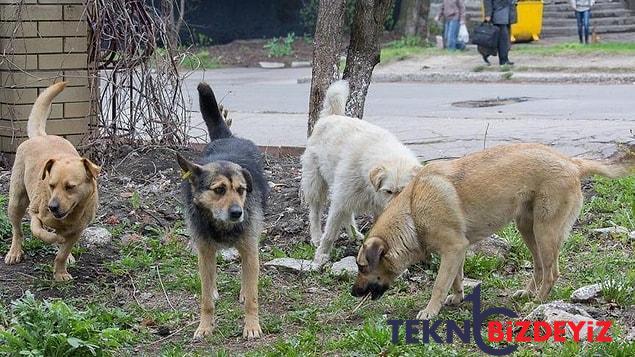 basibos kopek haritasi gundemden dusmuyor havrita uygulamasi nedir ne ise yariyor 4 KCBnjwMp