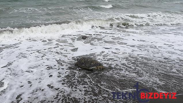 caretta caretta rus bayana saldirdi benim hayat alanindan cikin der gibi 1 nfLmVy7P