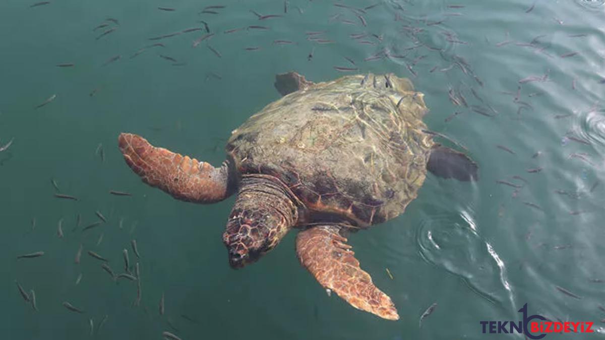 caretta caretta rus bayana saldirdi benim hayat alanindan cikin der gibi n2SGRmKC