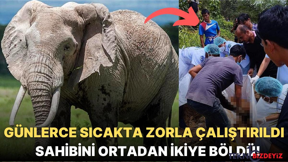 taylandda 4 gun boyunca durmaksizin calistirilan fil cok sicaktan bunalinca sahibini ortadan ikiye boldu r8kK5zdR