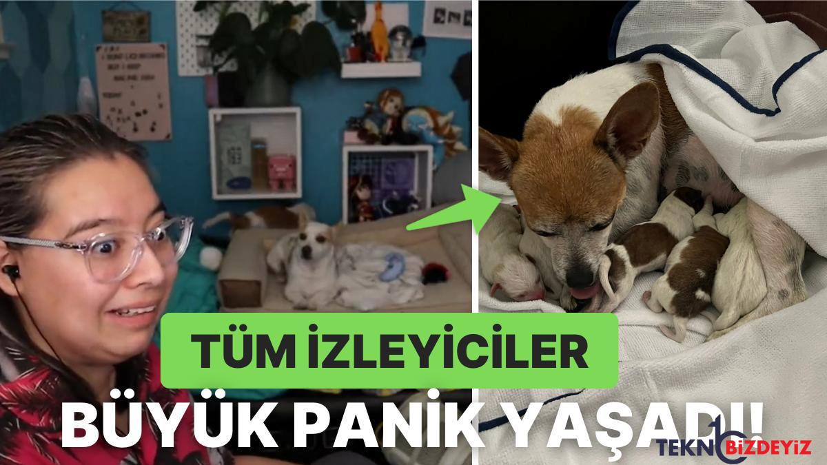 bu da oldu twitch yayincisinin kopegi canli yayinda dogum yapti 8MUUcGSr