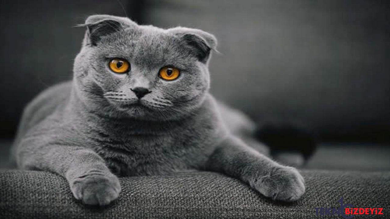 scottish fold irki kedi hHD7zXfI