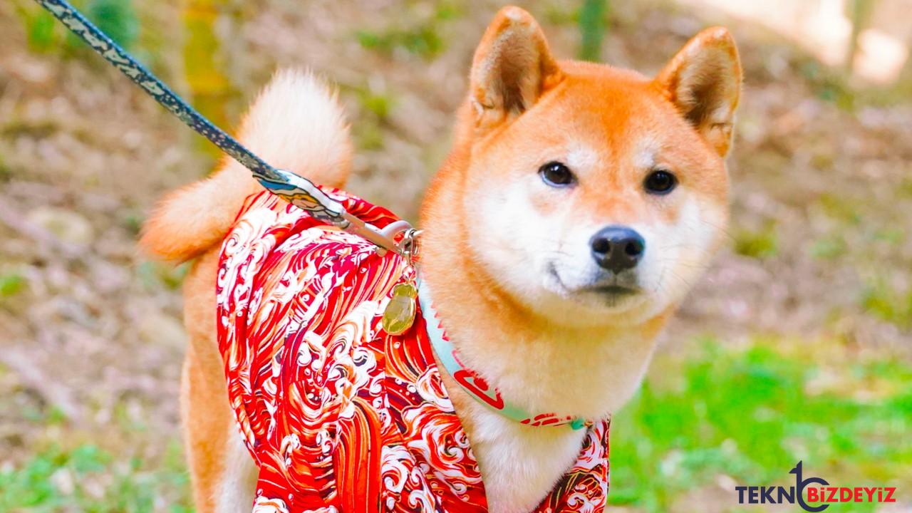 shiba inu milano moda haftasinda sahne alacak HrjRSQvp