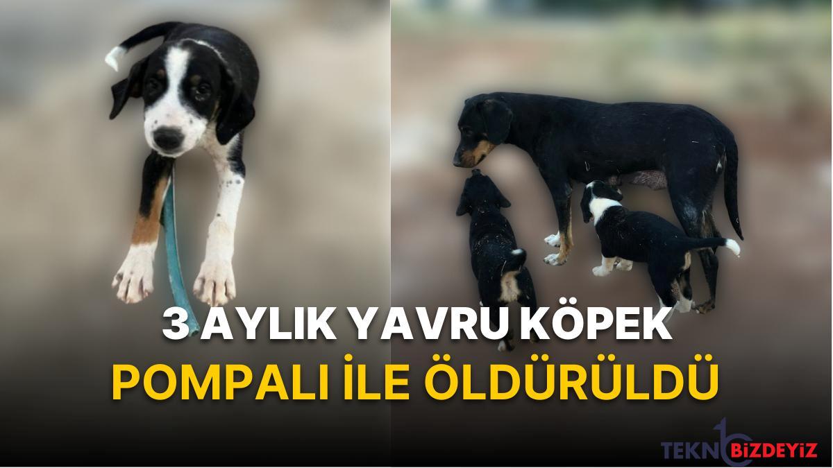 tavuklarima saldirdi deyip yavru kopegi oldurdu hayvanseverler mahpus istiyor J8SpmGqY