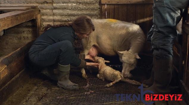 basrolunde bir yavru kuzunun oldugu tansiyon ve dehset cesidinde olan lamb sinemasini inceliyoruz 3