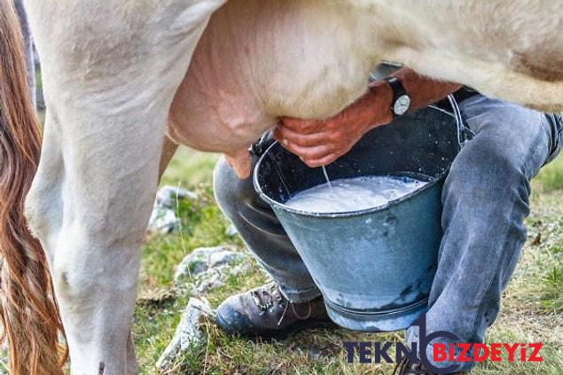 inekten aldigimiz sut yakinda nereden gelecek sut piyasasinda karisiklik isler bozuldu ipler koptu 1 enke121j