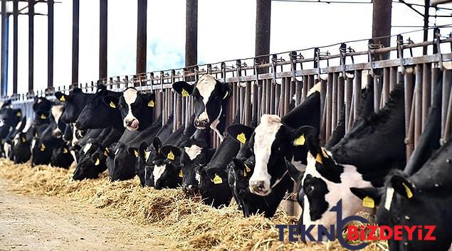 inekten aldigimiz sut yakinda nereden gelecek sut piyasasinda karisiklik isler bozuldu ipler koptu 2 gCfjagNh