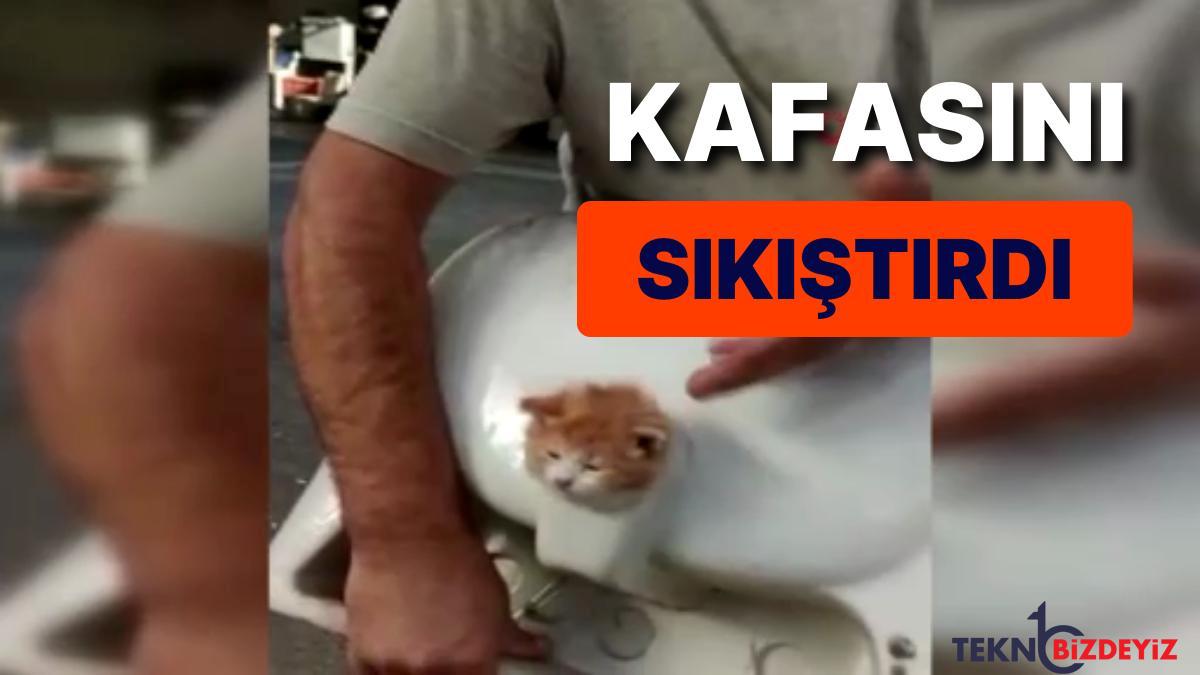 lavabo deligine basi sikisan kedi bu turlu kurtarildi JAgIwpWm