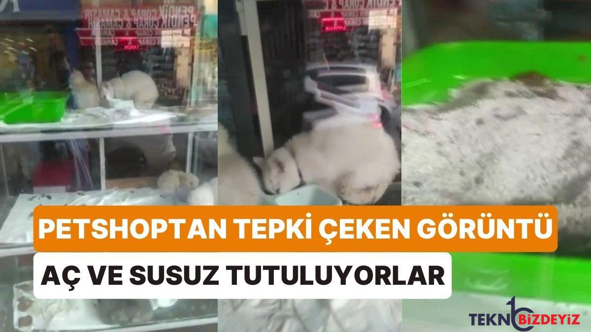 petshoptan pes dedirten imgeler su kaplari bos yem kaplari zit PhtMIWkv