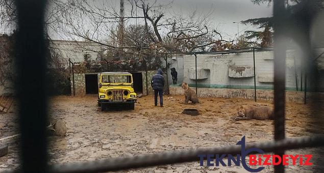 hayvanat bahcesinden kacan aslan yola indi 0 9pBa1tkW