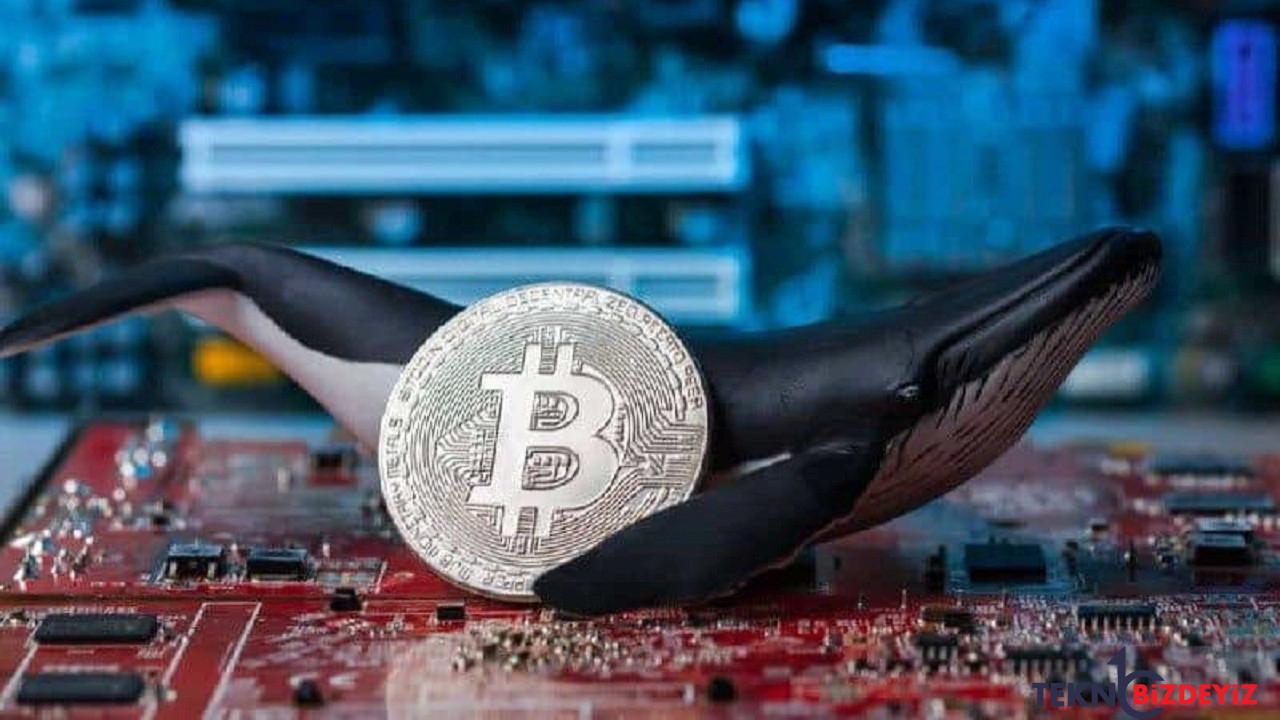 kipto balinalari buyuk olcude bitcoini stokluyor bu ne anlama geliyor eDMaKTGy