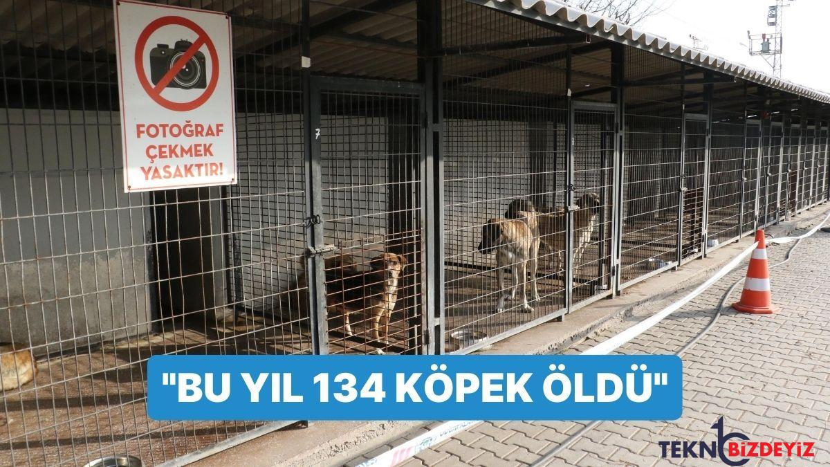 sorusturma baslatilan barinak hakkinda belediye lideri aciklama yapti bu yil 134 kopek oldu rTBMZ3SN