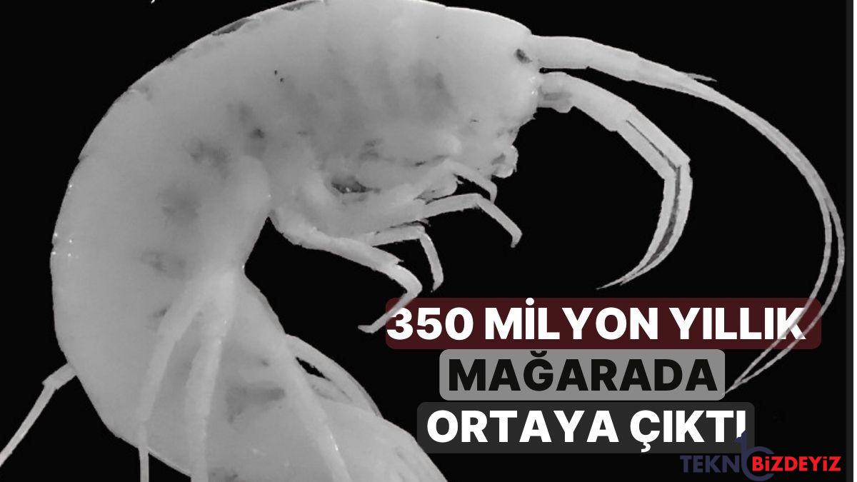 350 milyon yillik magarada ortaya cikti zonguldakta yeni bir canli tipi kesfedildi aiw2UnfN