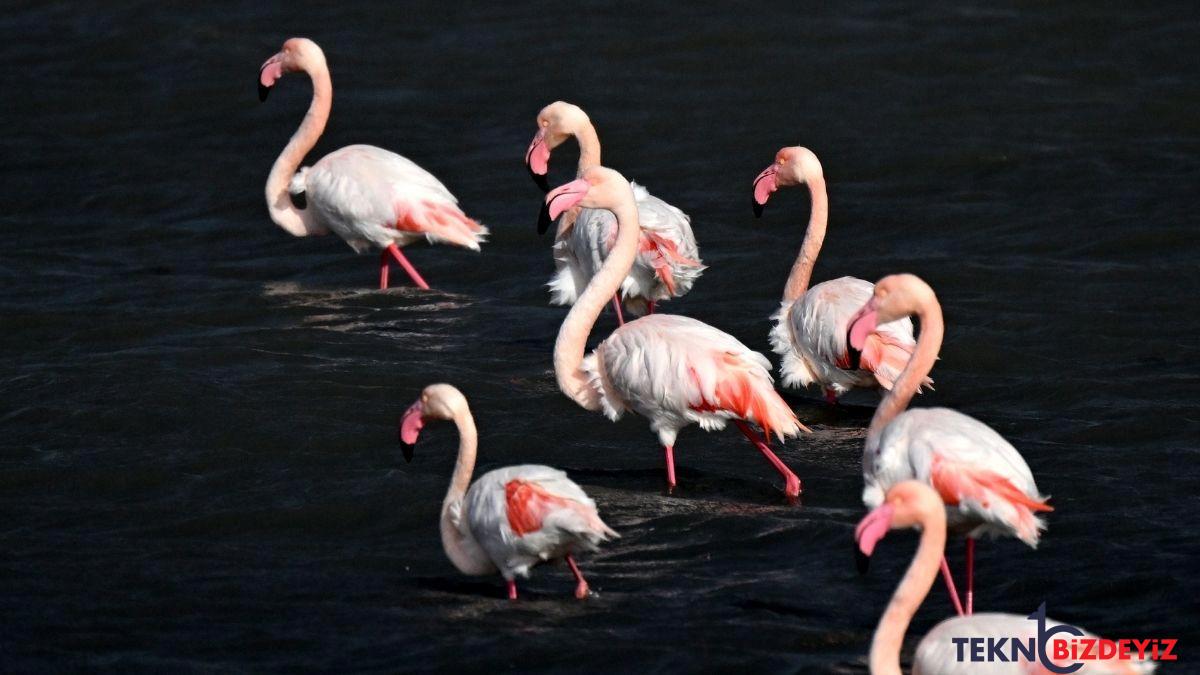 hayat kisa kuslar ucmuyor kuraklik ve sicak hava kuslarin gocunu engelledi whkrvb6r