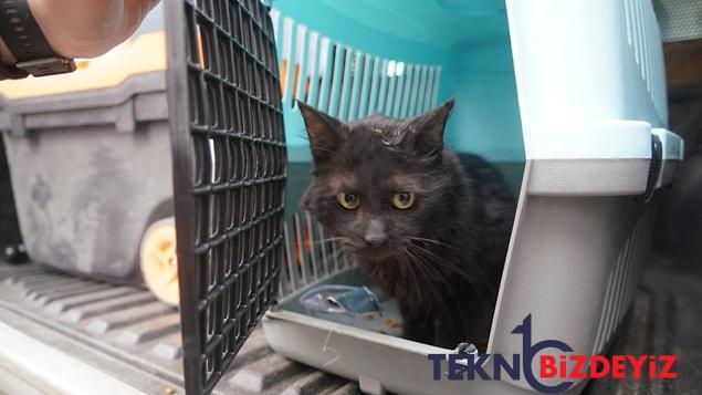 yikimi durdurulan galeria sitesinden yedi kedi kurtarildi 1 kDBSKlYX