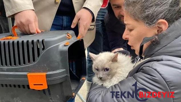 yikimi durdurulan galeria sitesinden yedi kedi kurtarildi 2 WDVbc1Ch