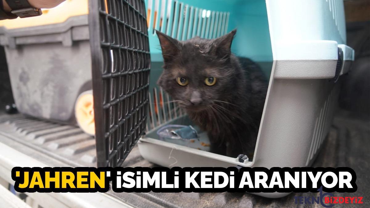 yikimi durdurulan galeria sitesinden yedi kedi kurtarildi cazKHMTQ