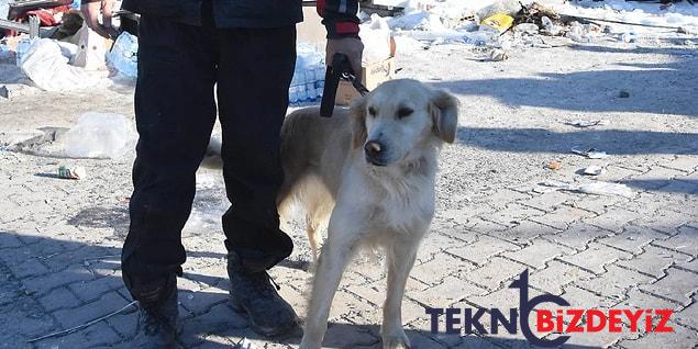 zelzele bolgelerinde arama kurtarma calismalarina katilan ozel egitimli kopekler hayat kurtariyor 1 Z2ljD2FK