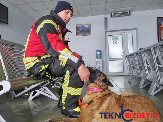 zelzele bolgelerinde arama kurtarma calismalarina katilan ozel egitimli kopekler hayat kurtariyor 12 Ym6nlu3s