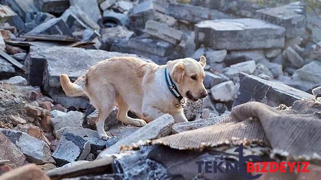 zelzele bolgelerinde arama kurtarma calismalarina katilan ozel egitimli kopekler hayat kurtariyor 13 wBIlqss4