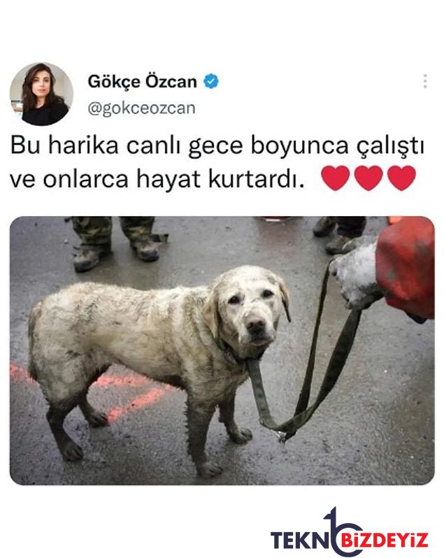 zelzele bolgelerinde arama kurtarma calismalarina katilan ozel egitimli kopekler hayat kurtariyor 2 SHNlDGO8