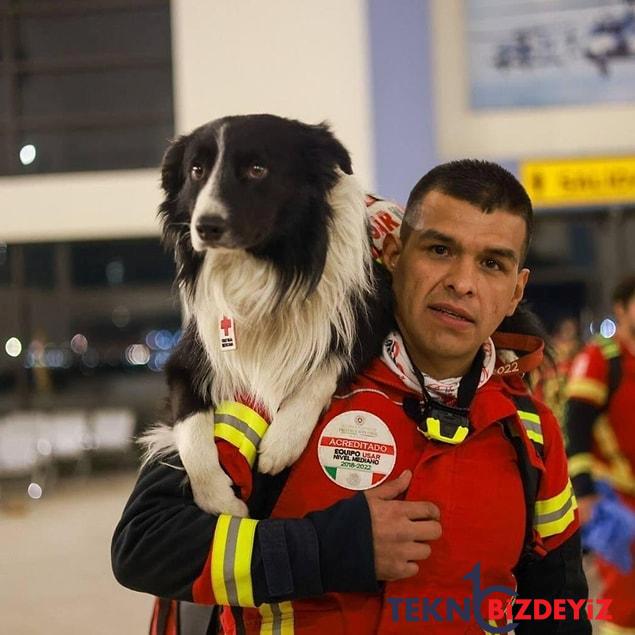 zelzele bolgelerinde arama kurtarma calismalarina katilan ozel egitimli kopekler hayat kurtariyor 5 gdaZRbNE