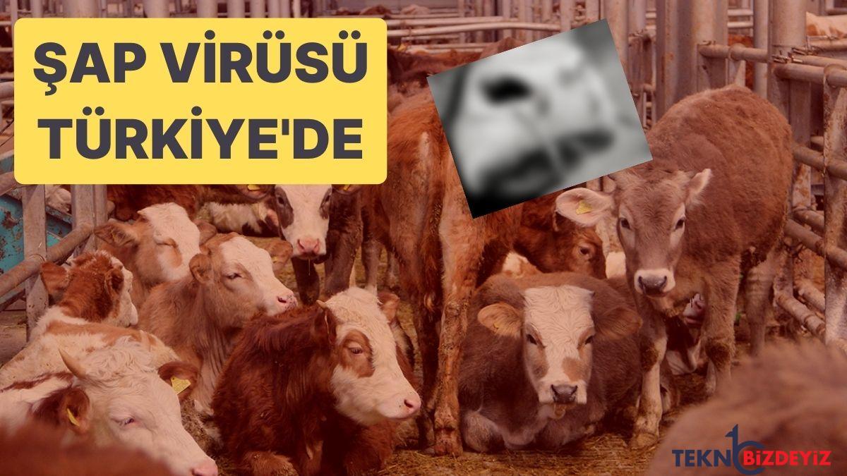 sap hastaligi korkusu turkiyede birinci sap hastaligi olayi goruldu